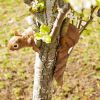 Clever Squirrel Tree Decoration