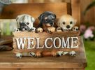 Cute Puppies Welcome Plaque